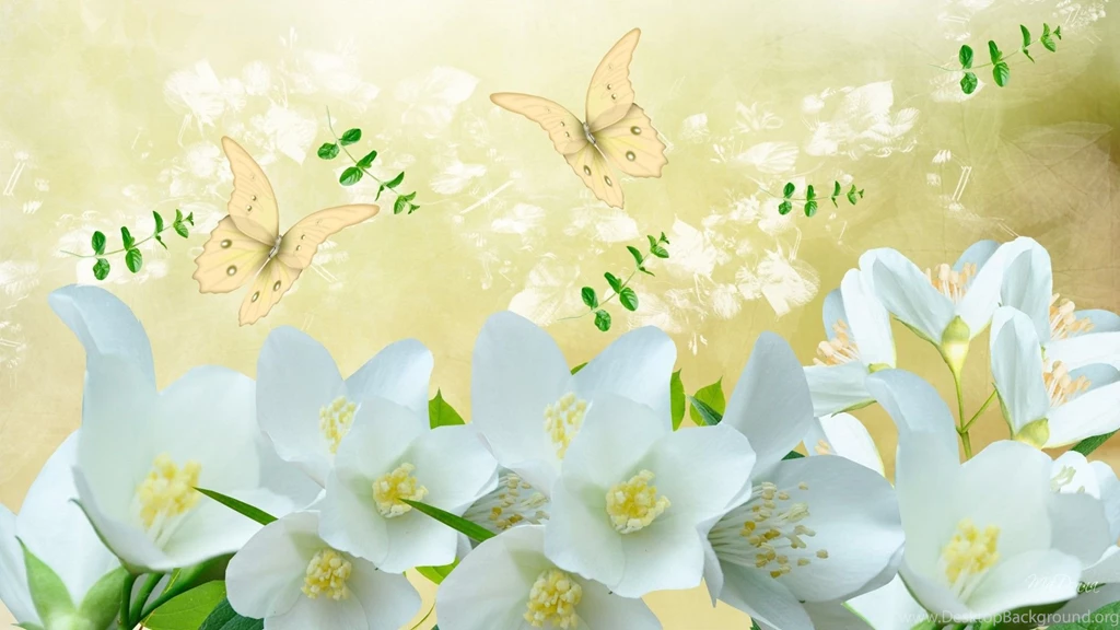 Jasmine Flower Wallpapers   Wallpapers Cave