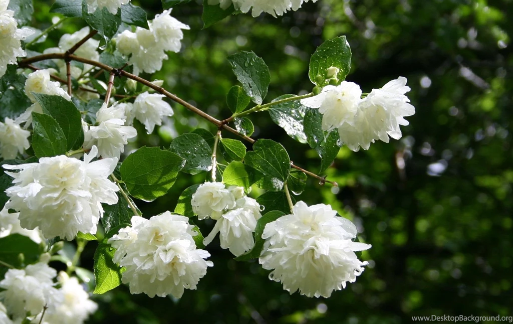 Jasmine flowers HD wallpapers.jpg