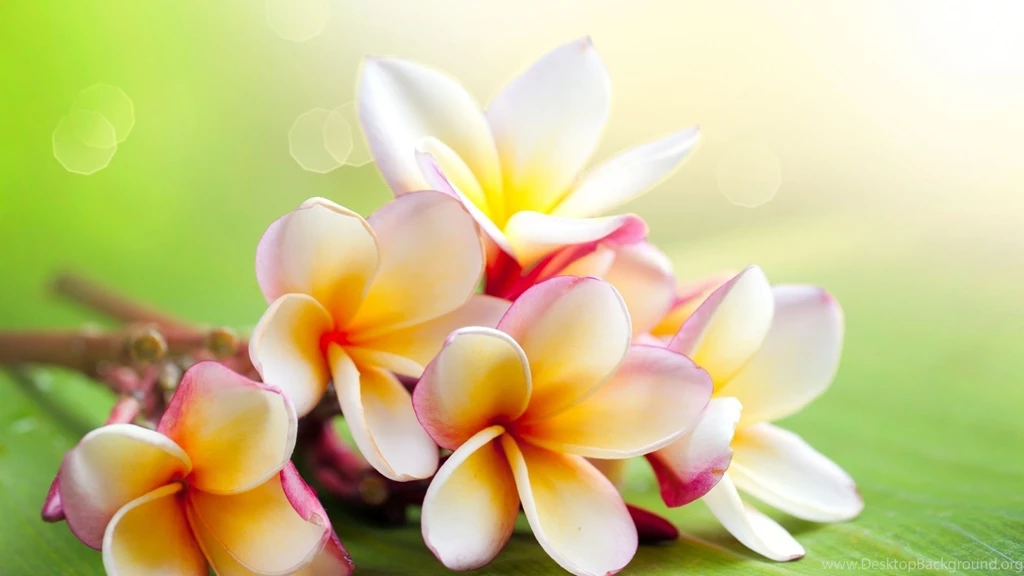 Jasmine Flower Wallpapers   Wallpapers Cave