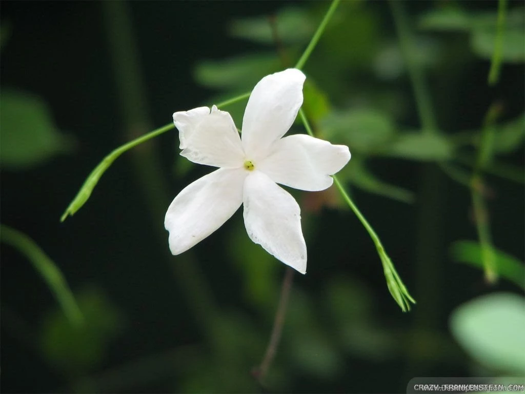 Jasmine Flower Wallpapers   Wallpapers HD Wide