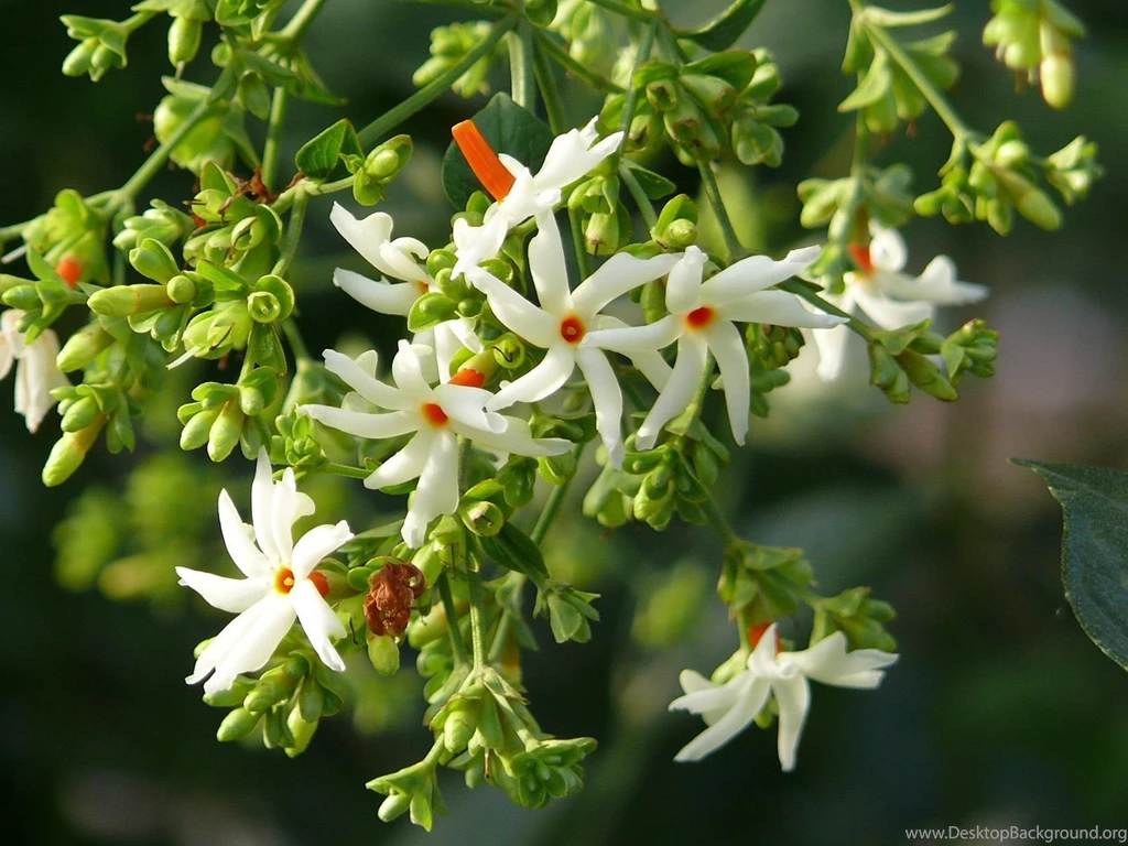 Beautiful Jasmine Flower HD Wallappers