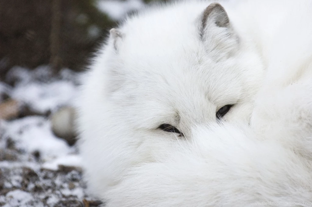 Arctic Fox Top Download Wallpapers