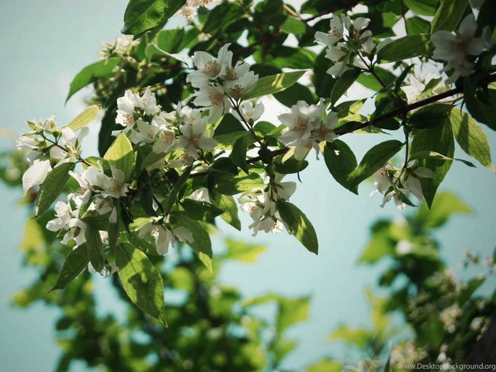 Beautiful Jasmine Flower HD Wallappers