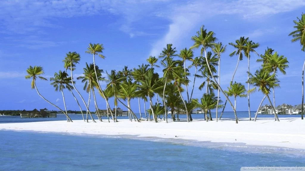 Palm Trees On Island, Maldives, Indian Ocean HD Desktop Wallpapers ...
