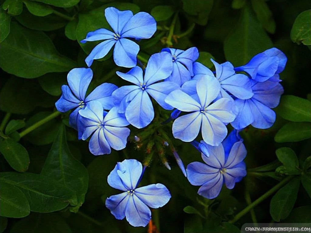 Jasmine Flower Wallpapers   Crazy Frankenstein