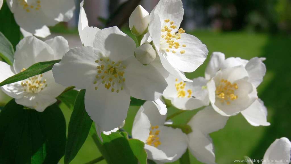 Beautiful Jasmine Flower HD Wallappers