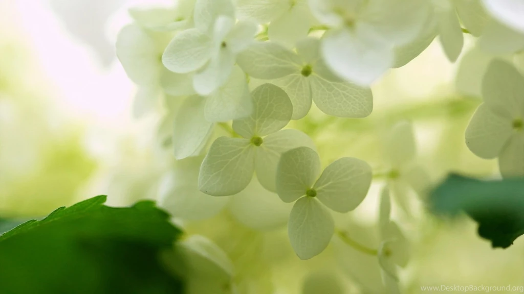 Jasmine Flower Images Download