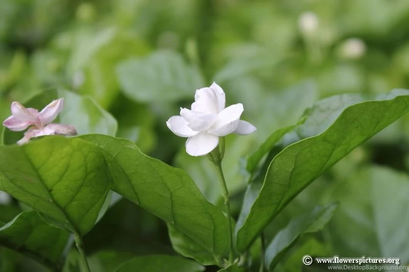 Jasmine Flower Pictures,Jasmine Plant Pictures