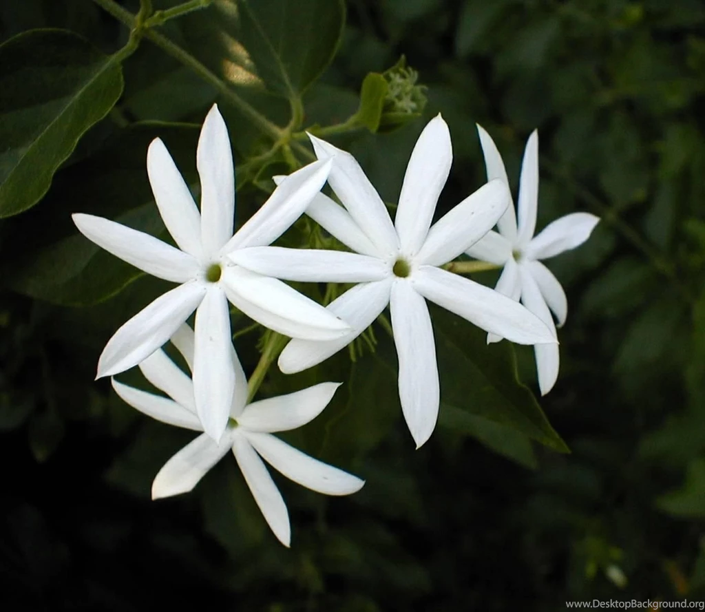 Jasmine Flower Pictures