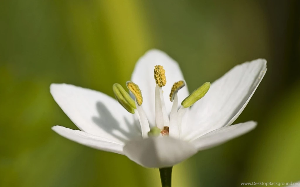 Jasmine Flower Images Download