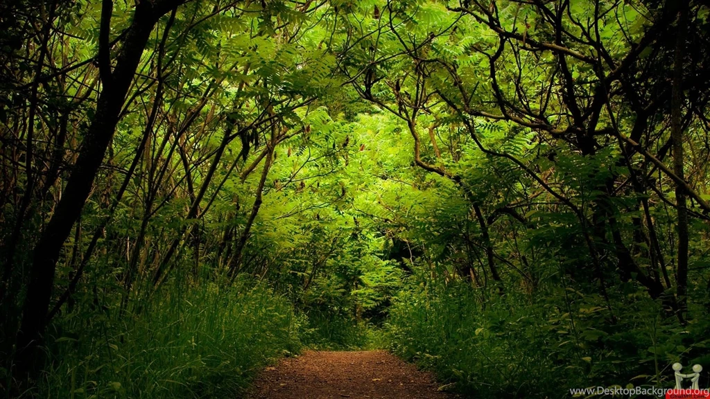 Fresh Nature In Greenery Wallpapers