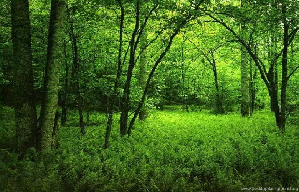 Top 22 Awesome,amazing And Beautiful Greenery Wallpapers In HD ...