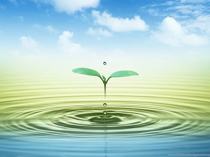 Wallpaper: Leaves On Rippling Water, Design And Lohas, 17 ...