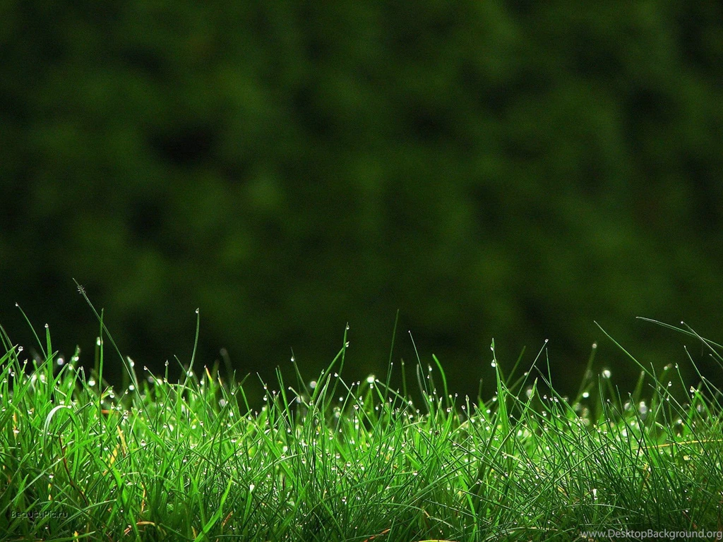 Greenery HD Wallpapers Download Free HD Desktop Wallpapers ...