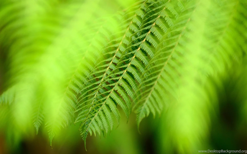 Ultra HD 4K Greenery Wallpapers HD, Desktop Backgrounds 3840x2400