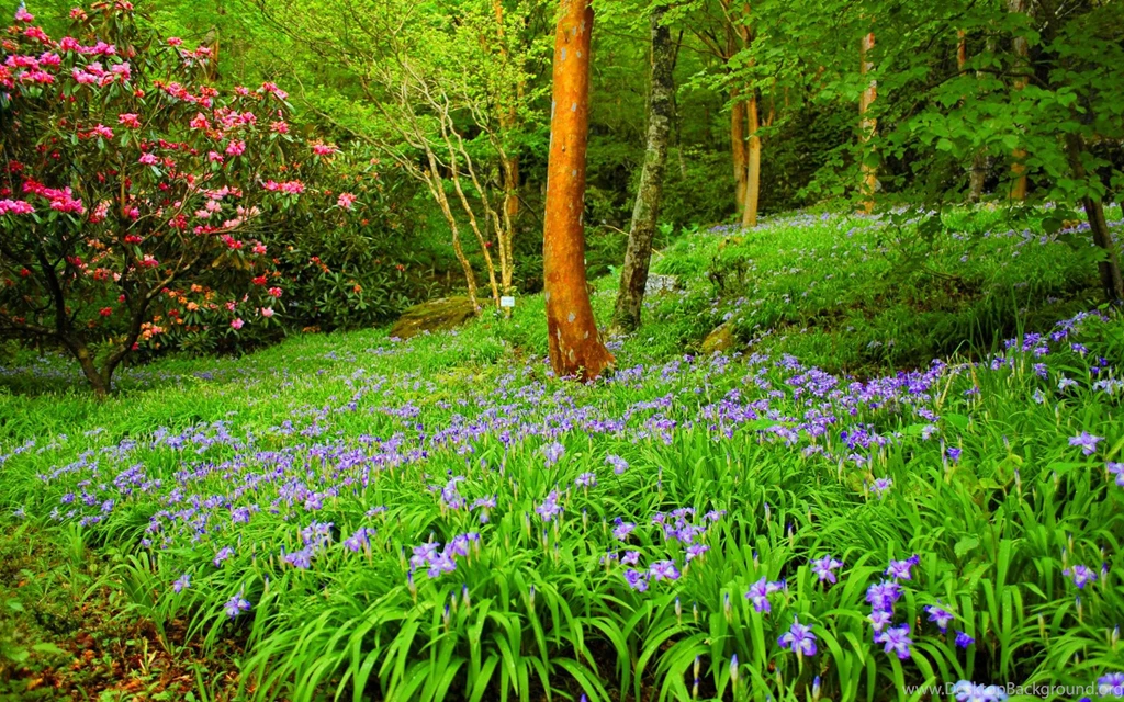 Forest Greenery (
