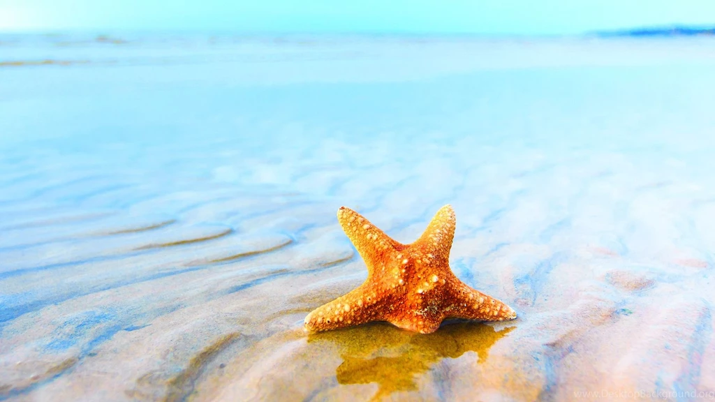 Starfish HD Wallpapers