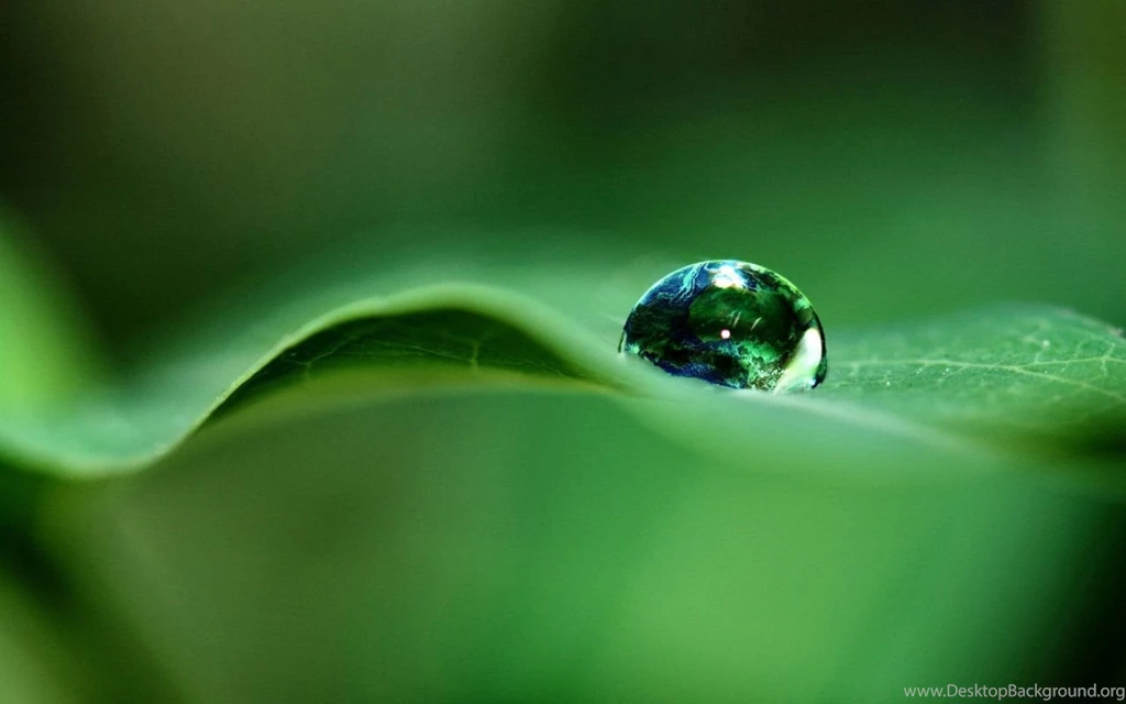 Best Inspirational Wallpapers Ever To Bring Greenery In Your ...