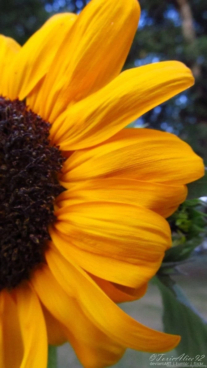 HQ High Res. Sunflower Cell Phone Wallpapers By ToxicAlice92 On ...