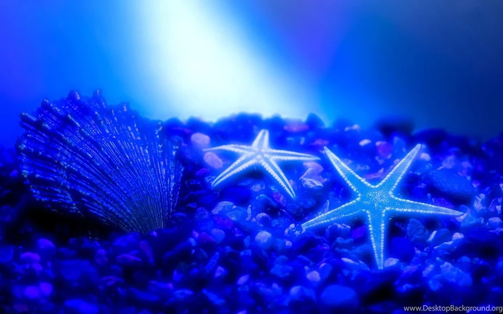 Beautiful Starfish Wallpapers HD Animals Amazing Photo Gallery ...