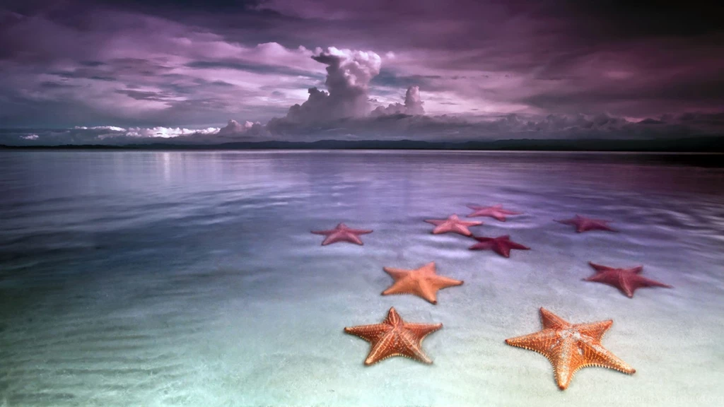 Starfish Wallpapers