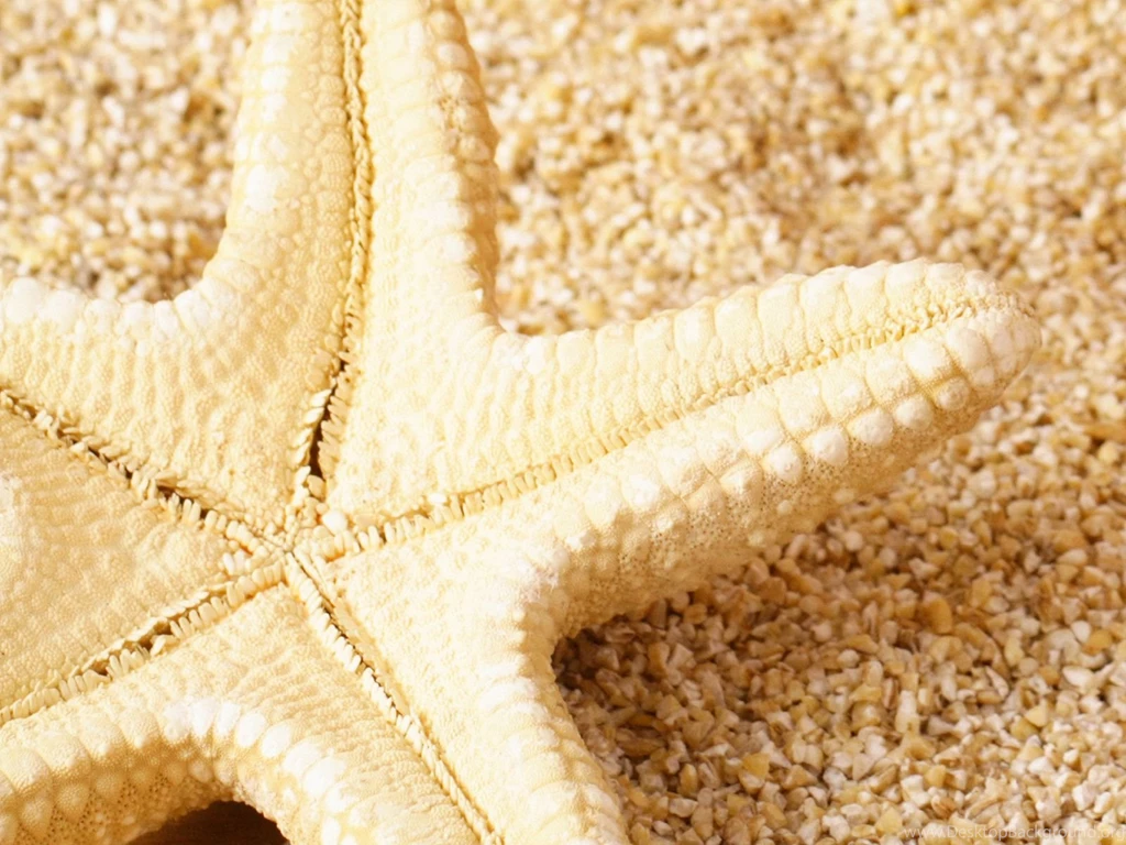 Awesome Starfish Wallpapers High Definition