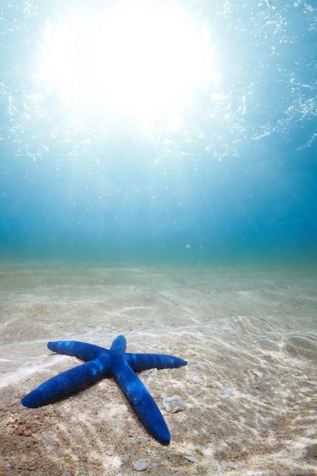 Starfish iPad Wallpapers