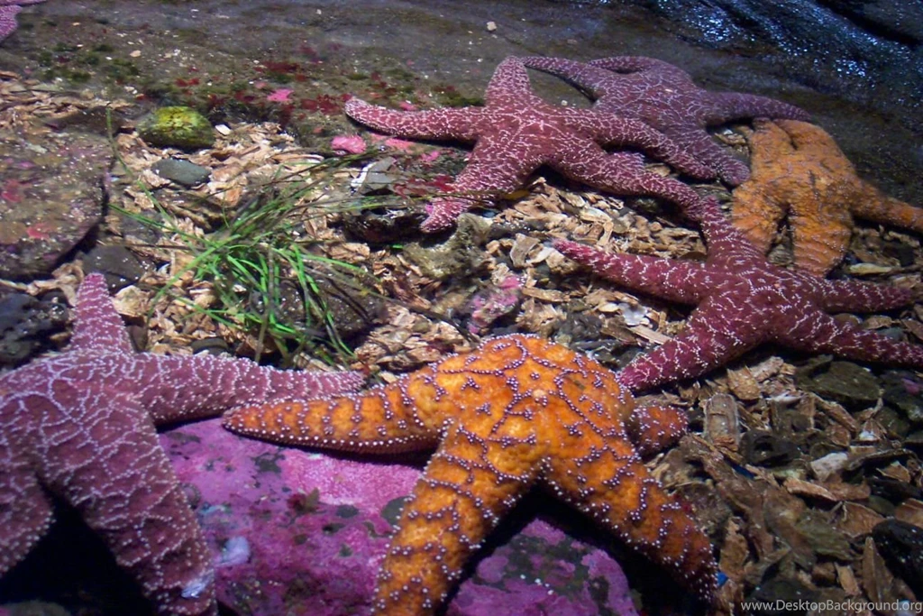 76 Starfish HD Wallpapers
