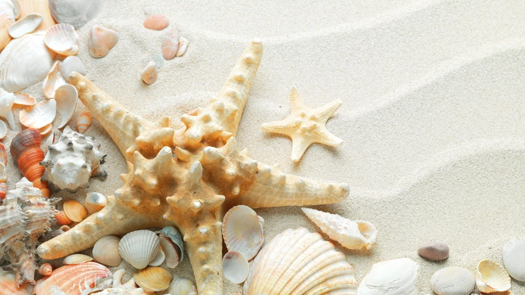 Macro, Nature, Sand, Starfish, Seashells Wallpapers HD