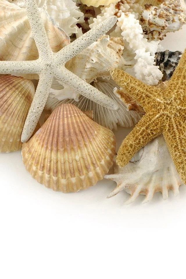 Starfish And Shell