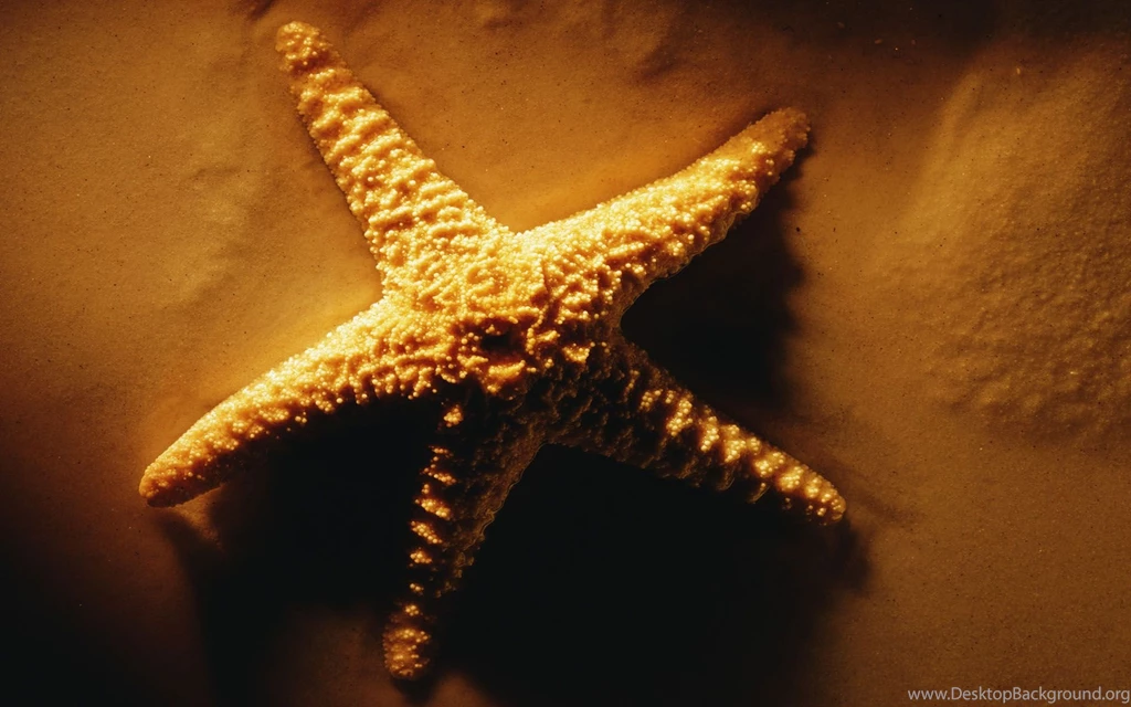 Starfish Desktop Wallpapers