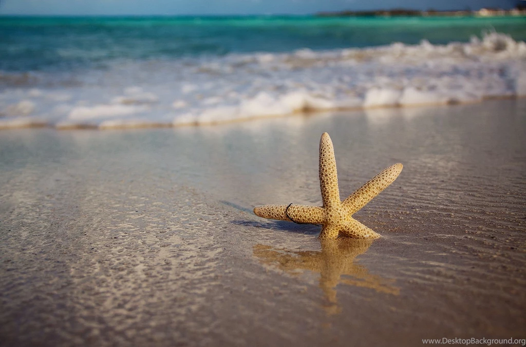 Starfish Computer Wallpapers, Desktop Backgrounds