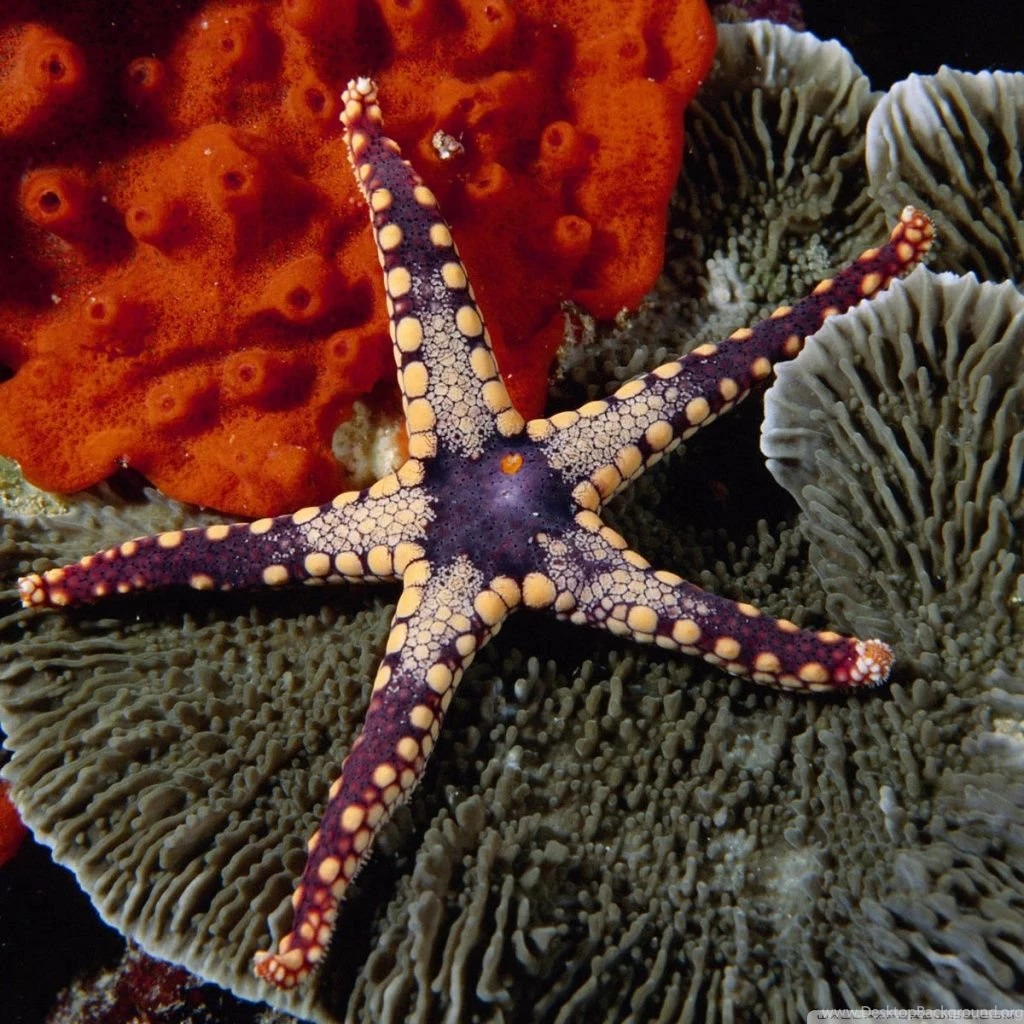 Starfish HD Desktop Wallpapers : Widescreen : High Definition ...