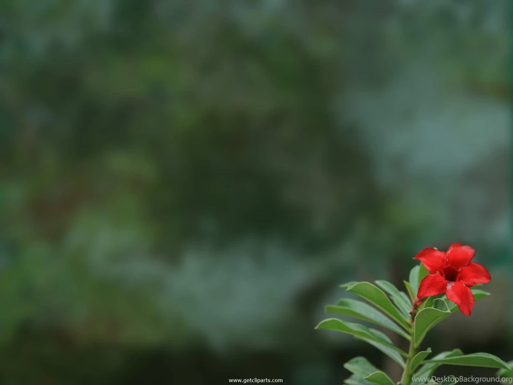 Free Wallpapers For Desktop