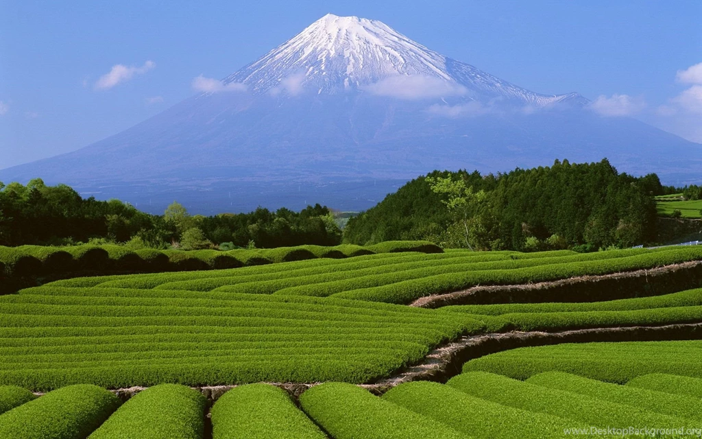 HD Nature Desktop Wallpaper.jpg