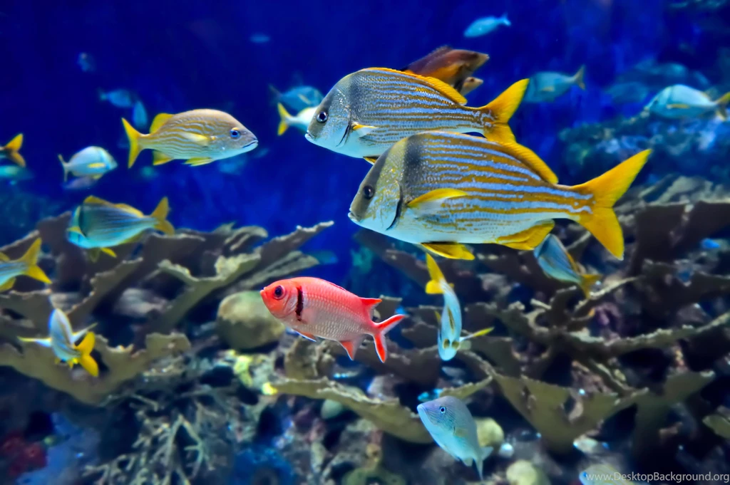Ocean Life (