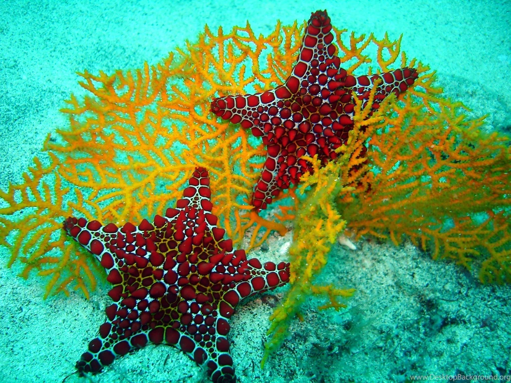 Ocean Life Wallpapers Wallpapers Cave
