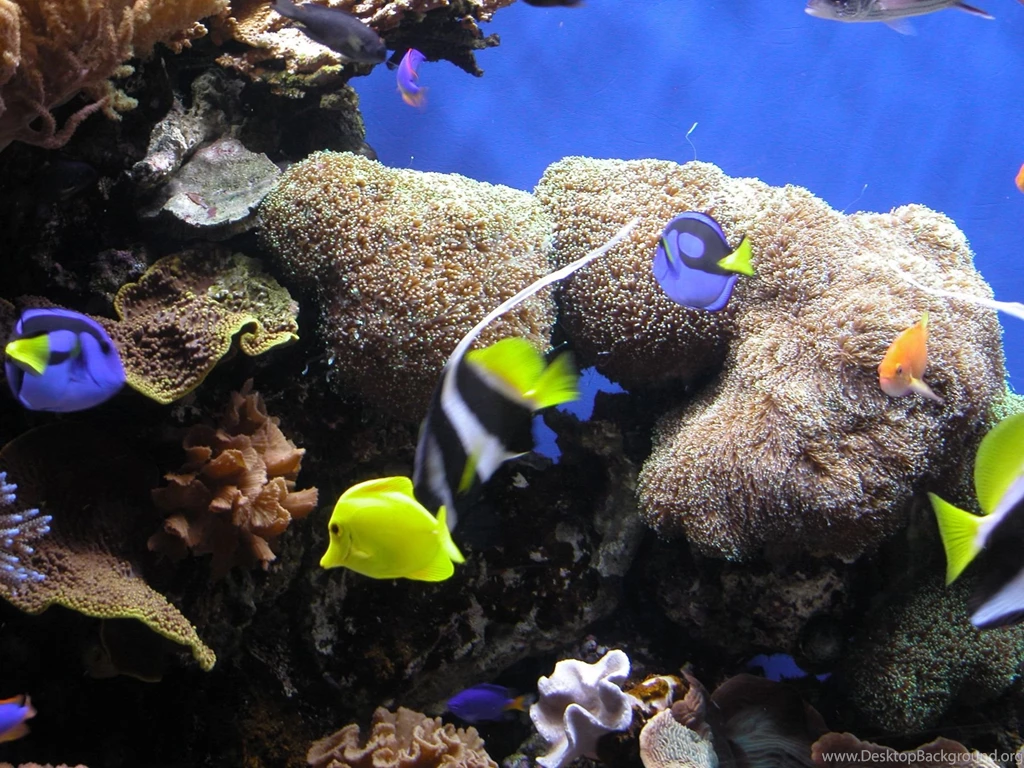 Underwater Ocean Life HD For Iphone Wallpapers