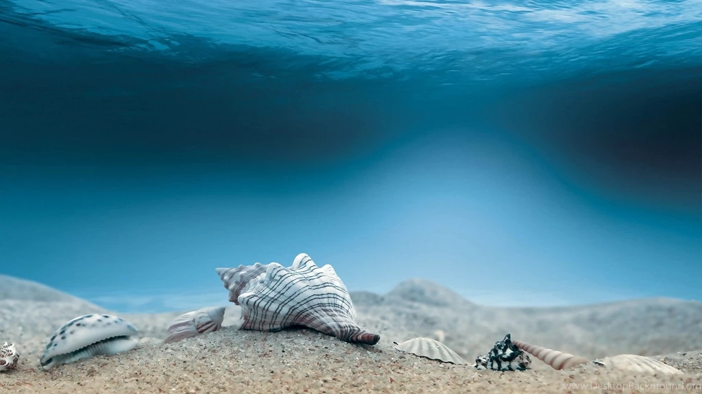 Ocean Sea Shells Digital Art HD Wallpapers New HD Wallpapers