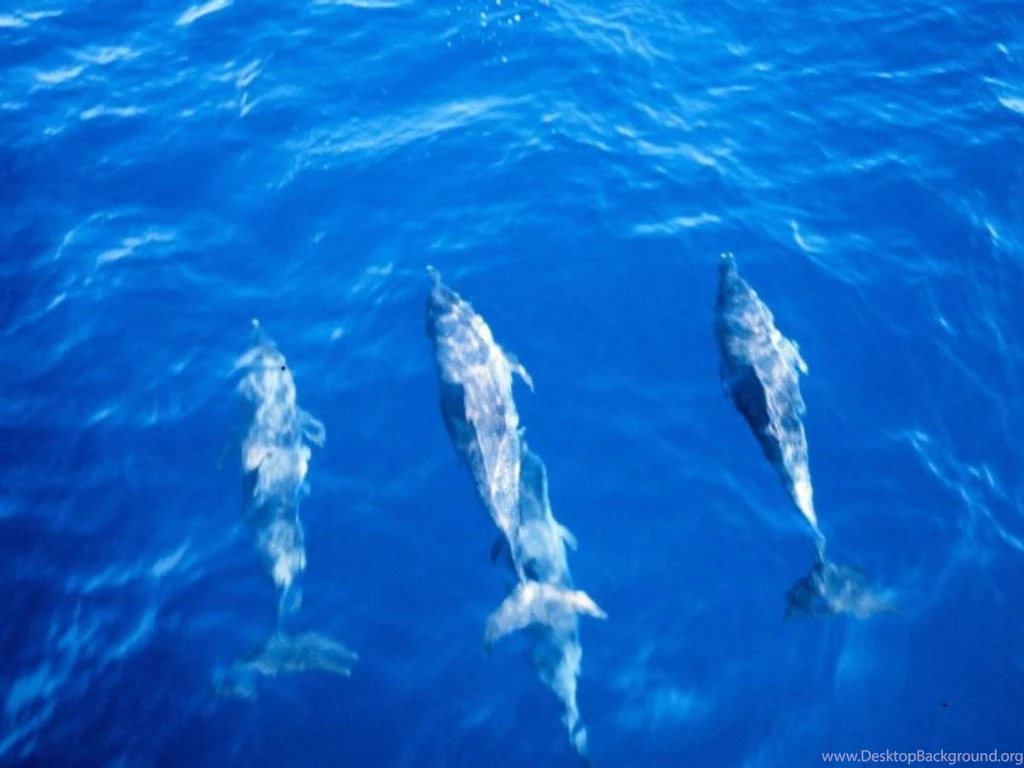 Animals Ocean Life Backgrounds And Codes For Any Blog, Web Page ...