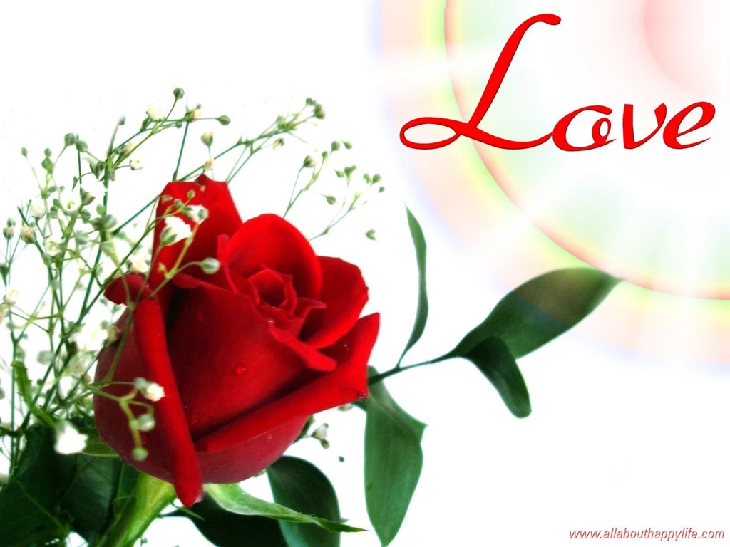 Love red rose wallpaper_dsc03463.jpg