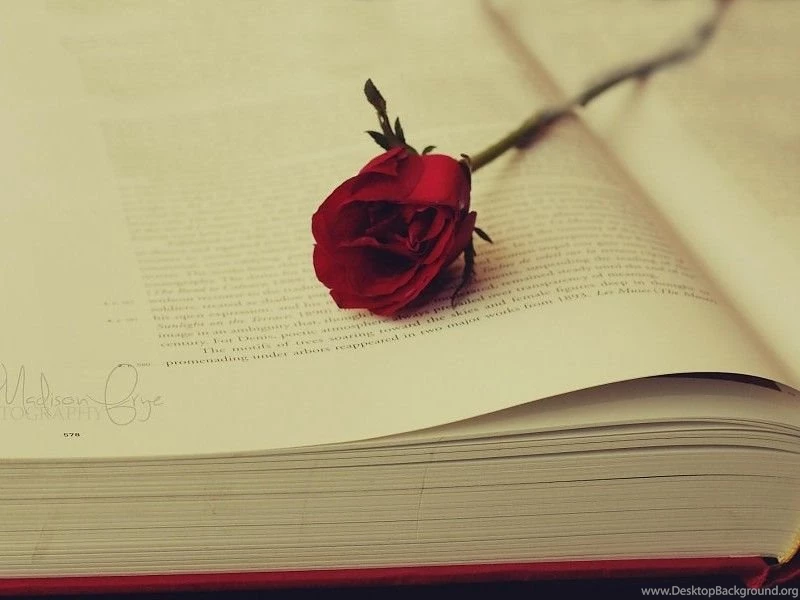 Rose On Ancient Books Wallpapers Free Desktop Backgrounds And ...