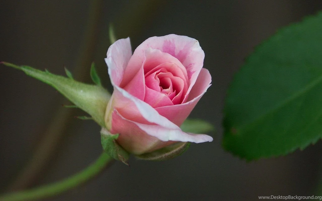 Love Rose Wallpapers Hd