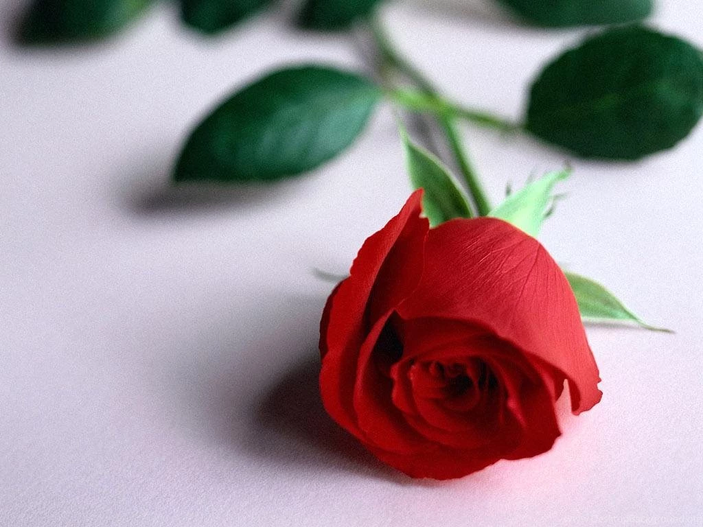 The Rose Of Love Roses Wallpapers (13966980) Fanpop