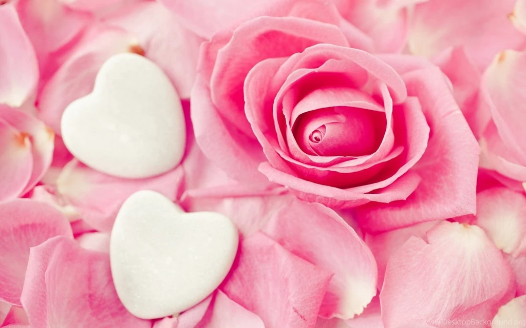 Rose Flower Images Photos And Wallpapers Download