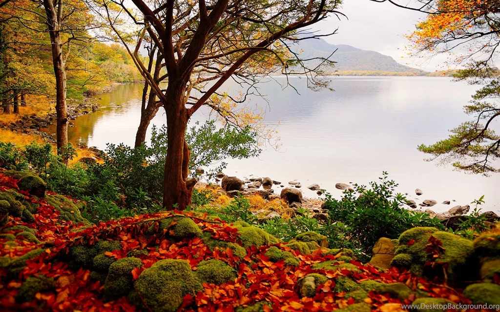 Autumn Forest Lake Beautiful Scenery Wallpapers Download