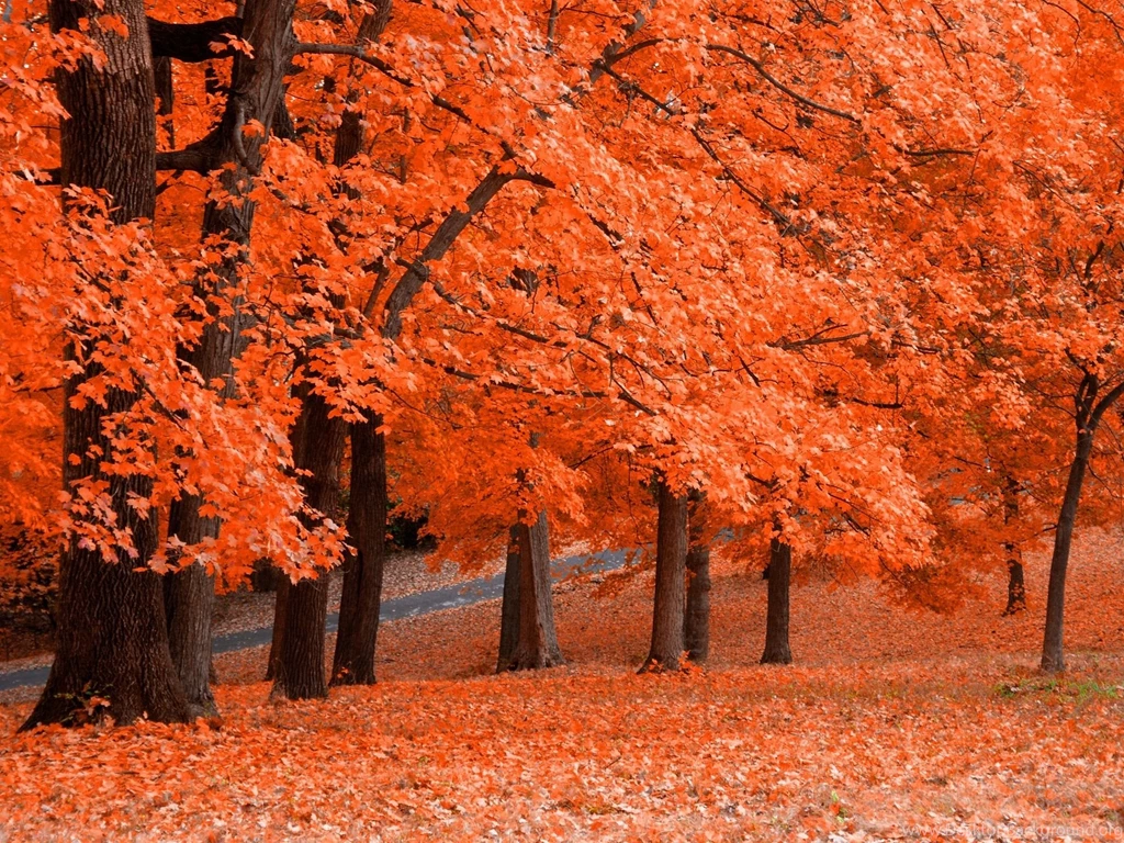 Autumn Scenery Wallpapers