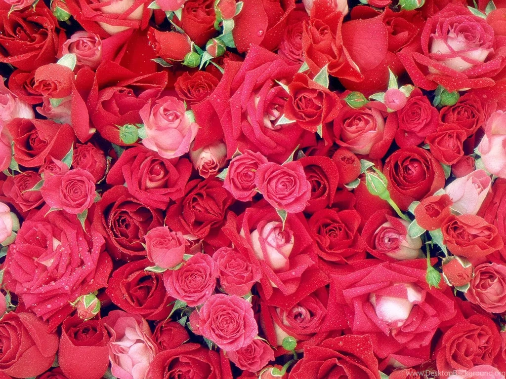 Love Rose, Images For Love Rose And Wallpapers. Love Is Everything