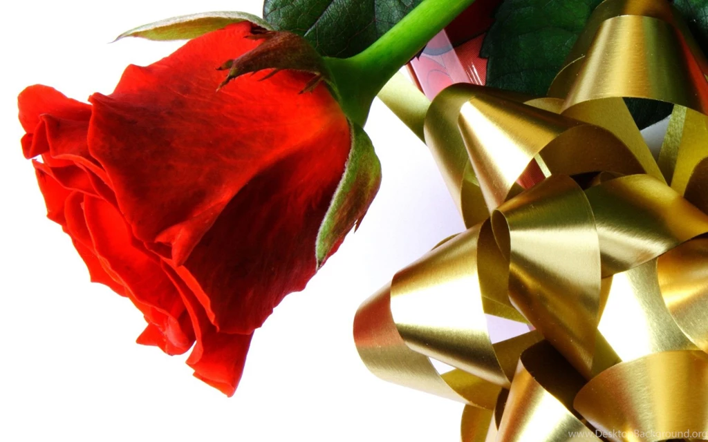 Beautiful red love rose hd wallpapers