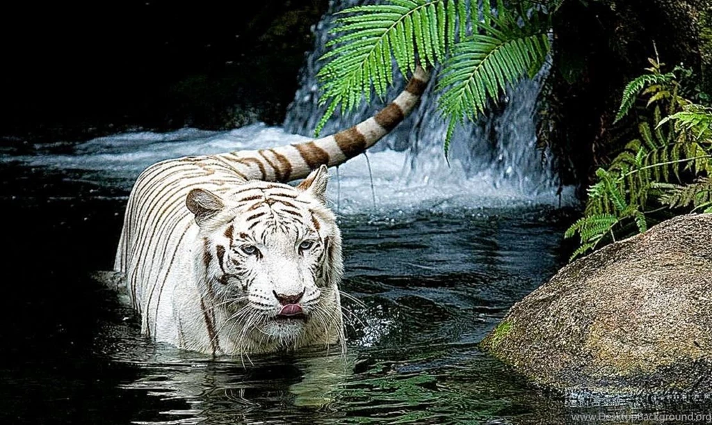 Tiger in lake photos best Computer backgrounds hd.jpg